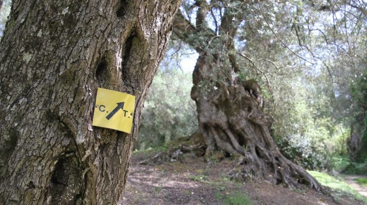 Markierung an Olivenbaum | © DAV Sektion Altdorf - Claudius Molz 