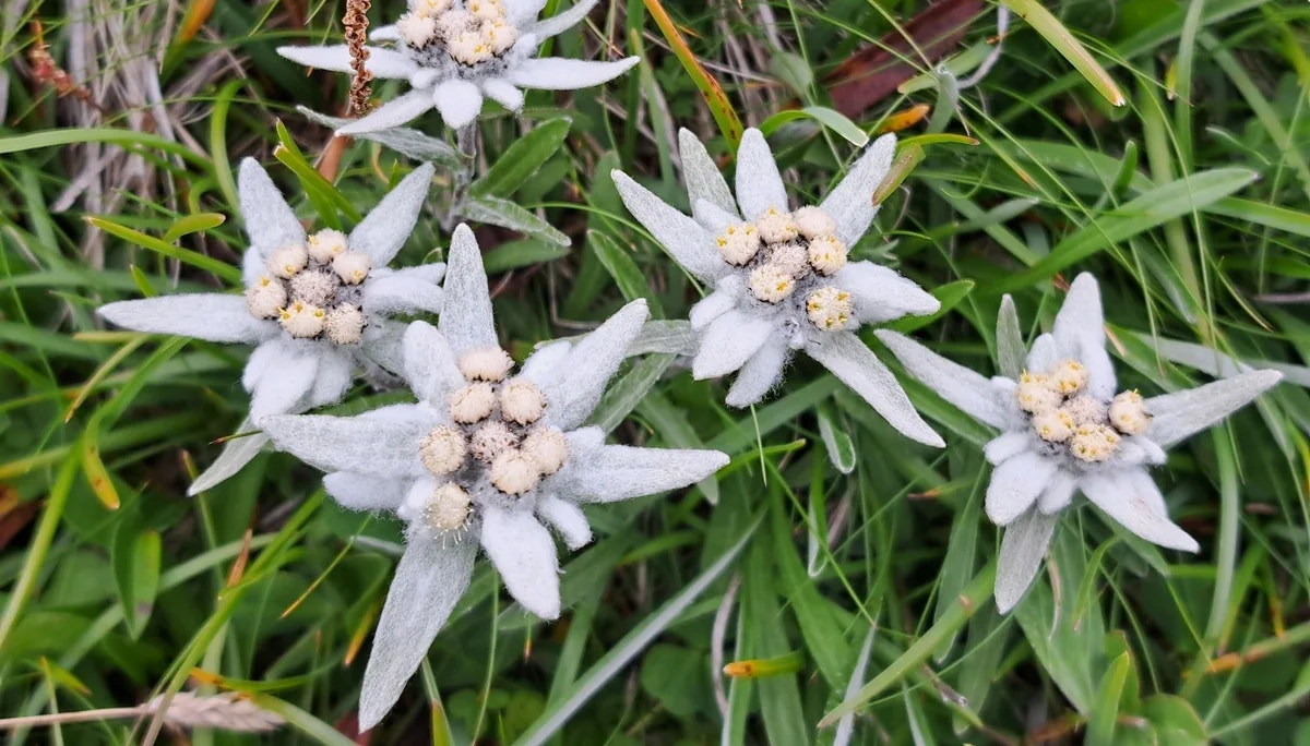 Edelweis | © DAV Sektion Altdorf - Jan Kürschner