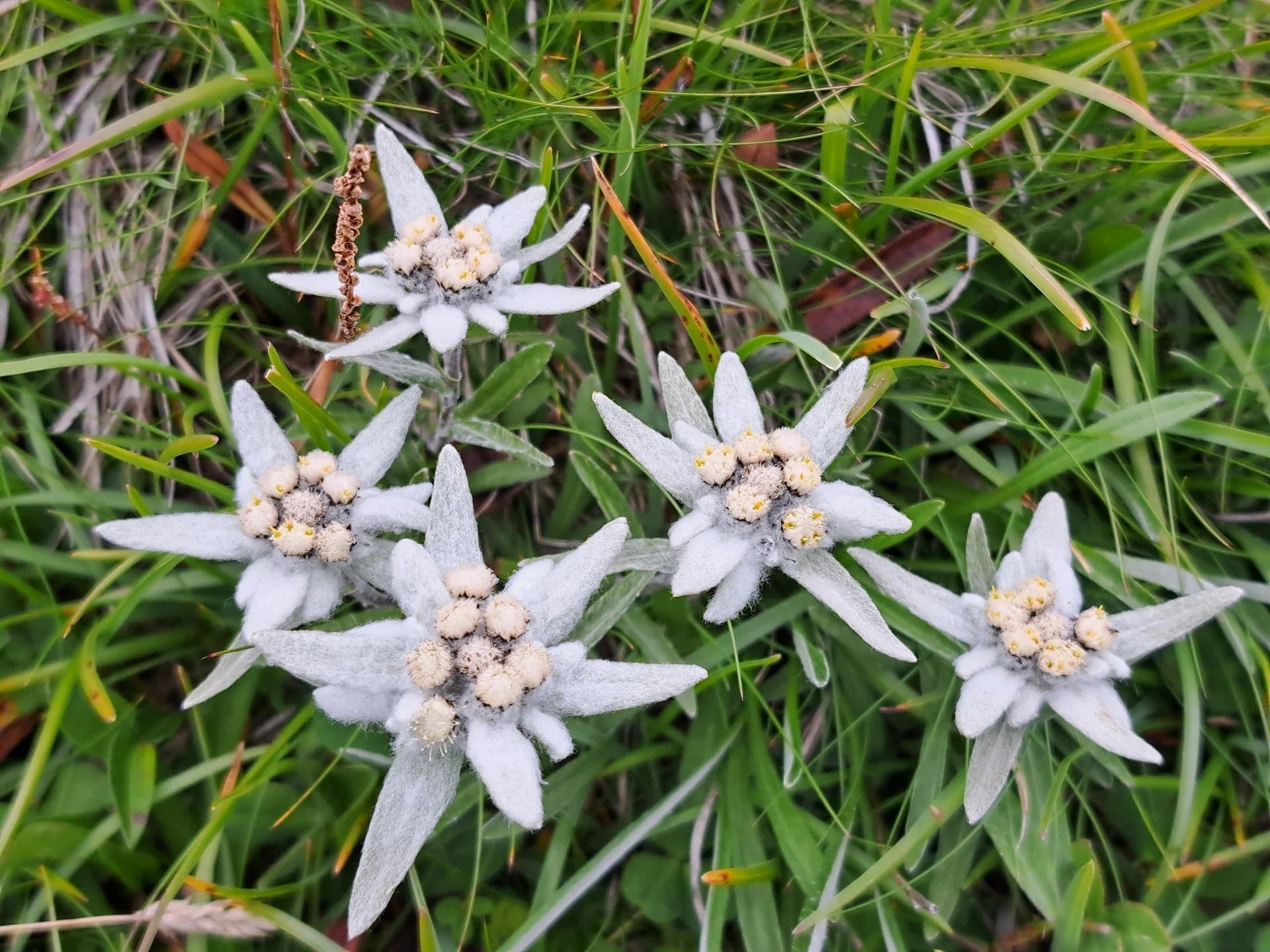 Edelweis | © DAV Sektion Altdorf - Jan Kürschner