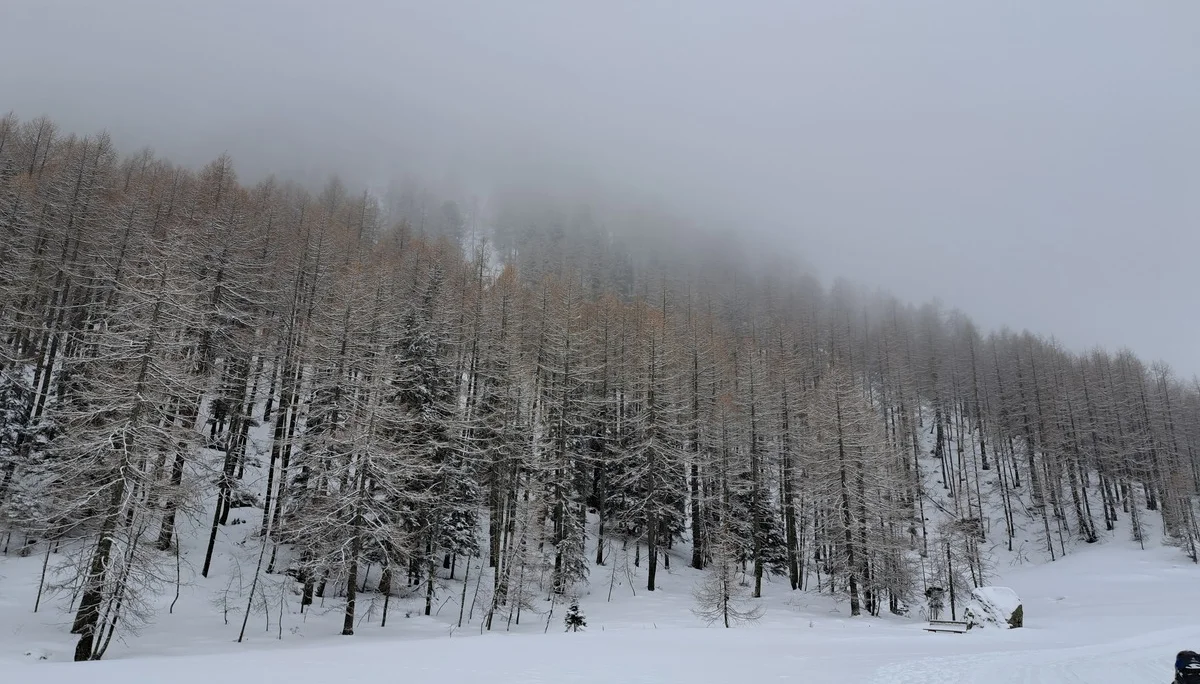 nebliger Bergwald bei Haggen | © DAV Sektion Altdorf - Jan Kürschner