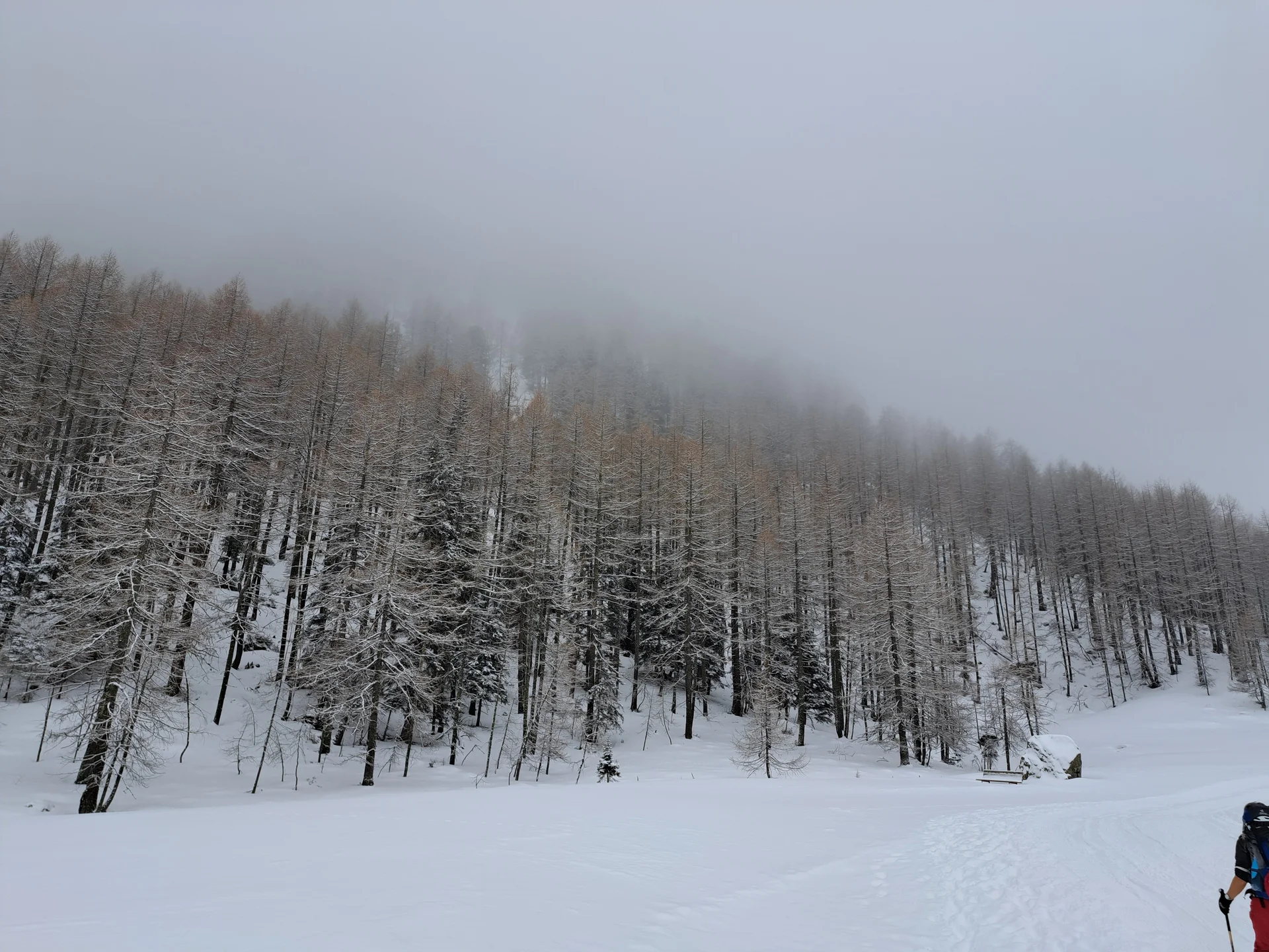 nebliger Bergwald bei Haggen | © DAV Sektion Altdorf - Jan Kürschner