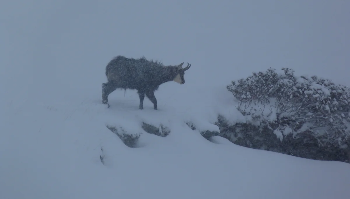 Gams im Schnee | © DAV Sektion Altdorf - Jan Kürschner