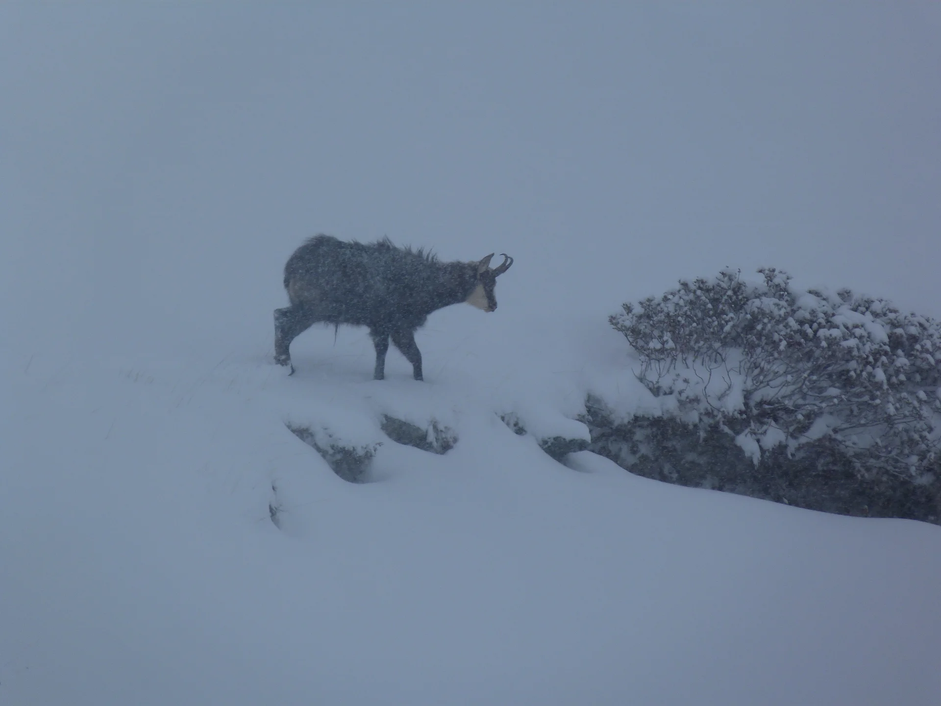 Gams im Schnee | © DAV Sektion Altdorf - Jan Kürschner