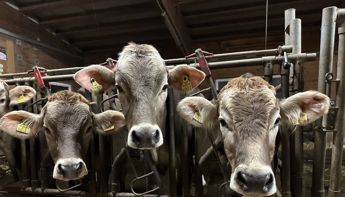 Leichte Skitour24 | © DAV Sektion Altdorf - Monika Kürschner