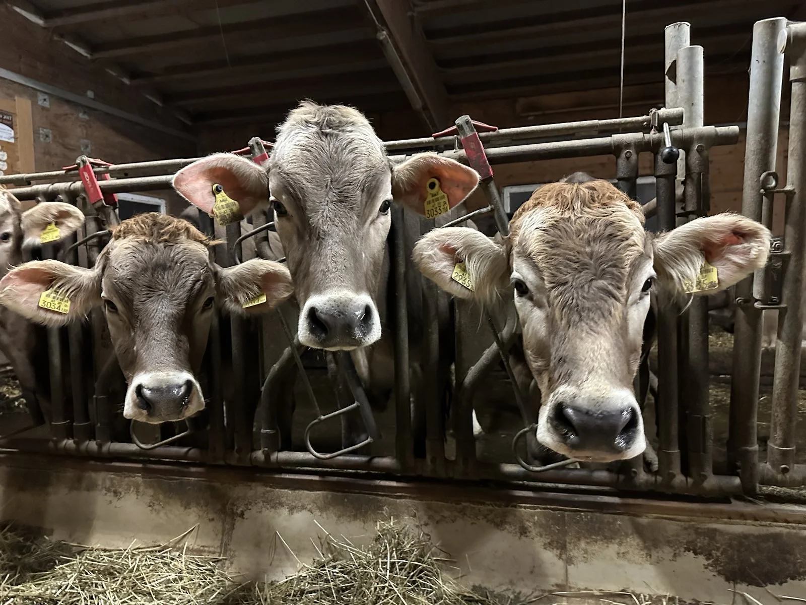 Leichte Skitour24 | © DAV Sektion Altdorf - Monika Kürschner