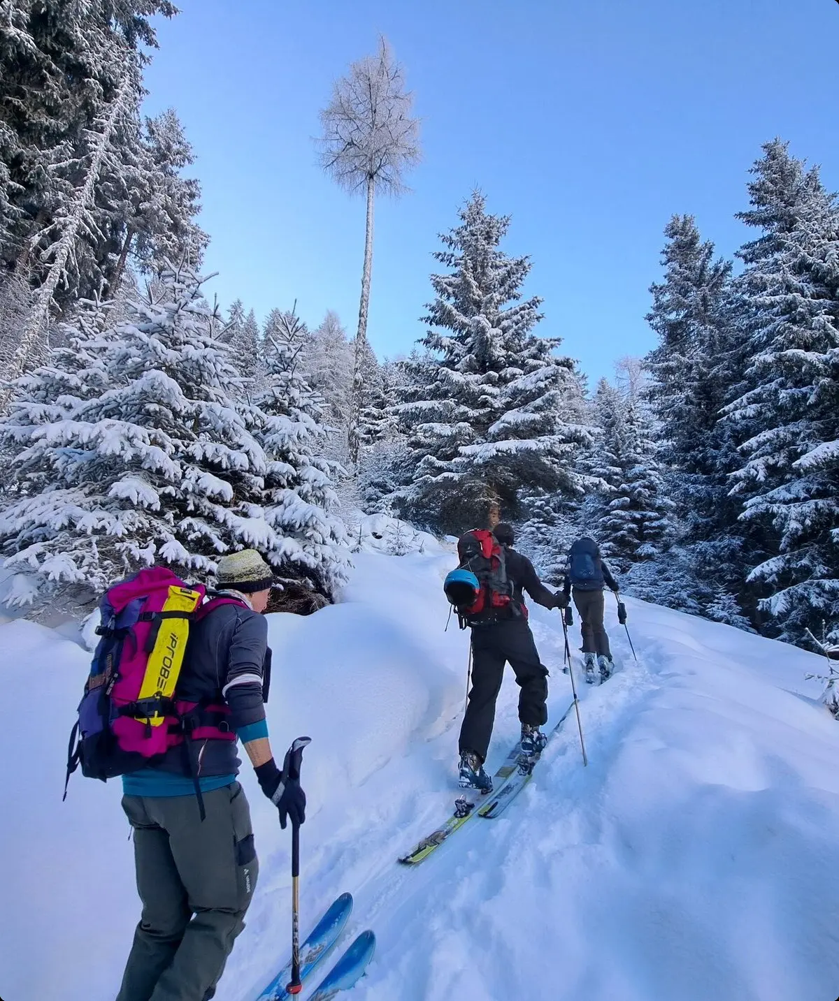 im verschneiten Bergwald zur Juifenalm | © DAV Sektion Altdorf - Jan Kürschner