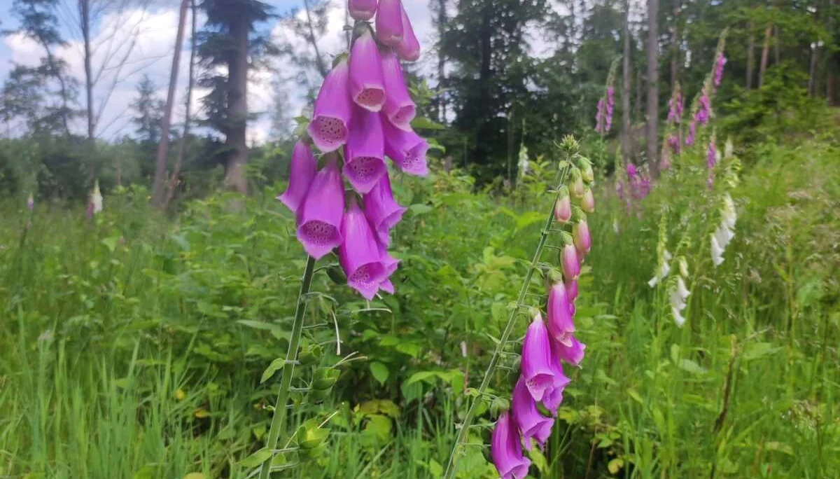 Wanderung Röthenbachklamm | © DAV Sektion Altdorf - Peter Chunsek