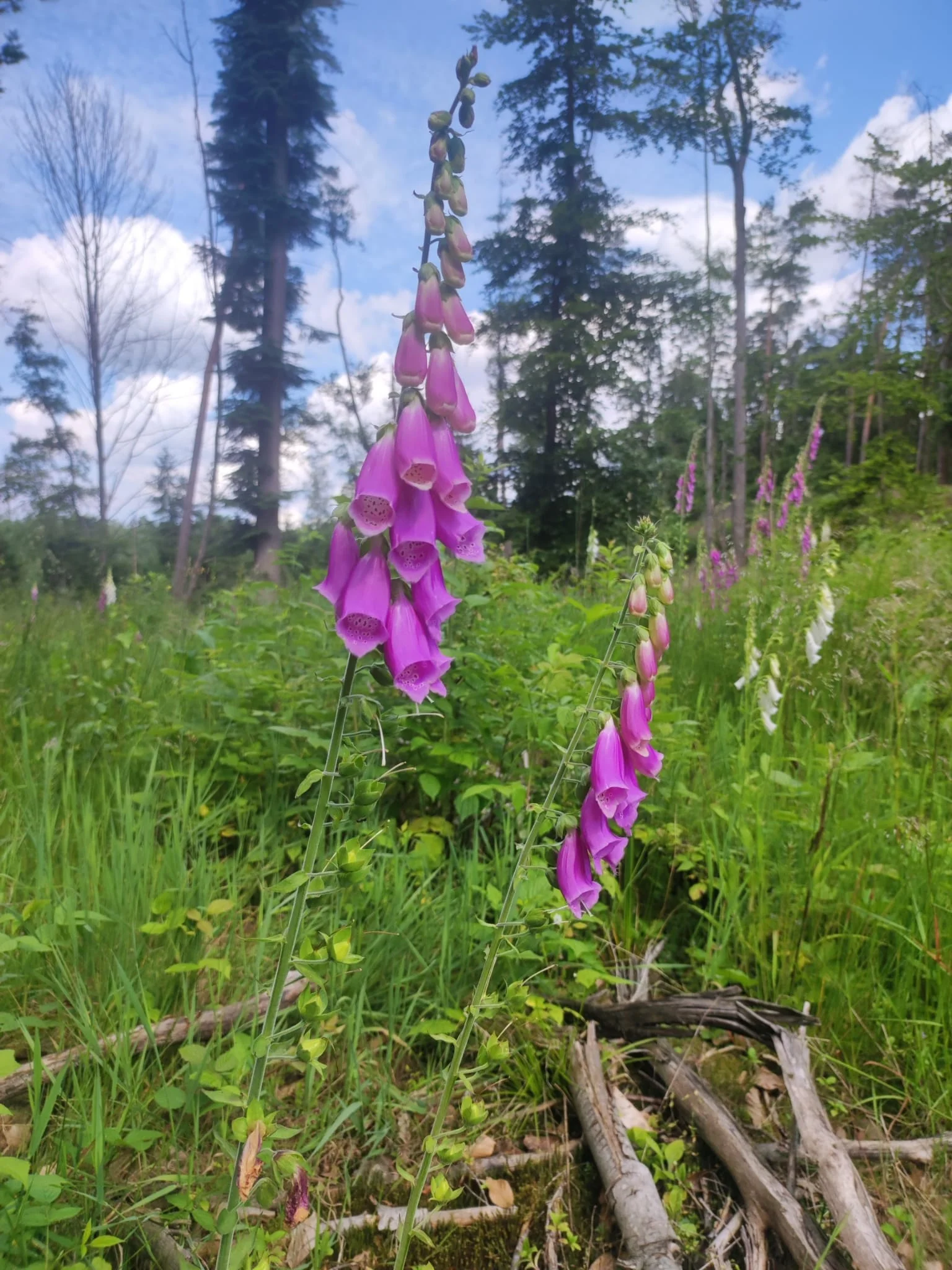 Wanderung Röthenbachklamm | © DAV Sektion Altdorf - Peter Chunsek