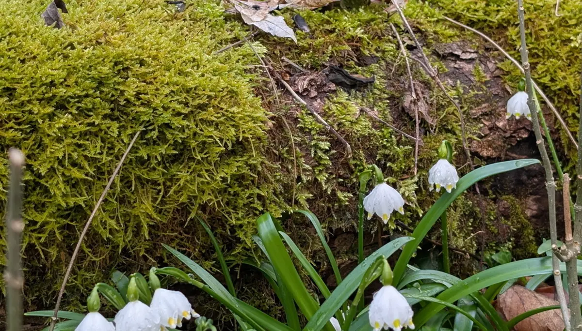 Märzenbecher | © DAV Sektion Altdorf