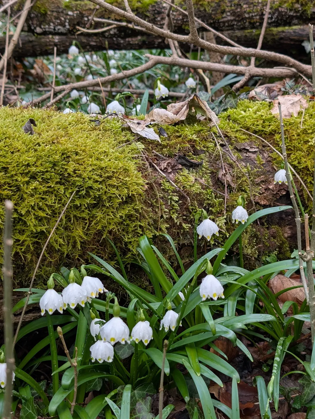 Märzenbecher | © DAV Sektion Altdorf