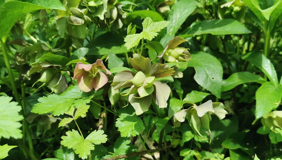 Christrosenwald | © DAV Altdorf - Gisela Schuster