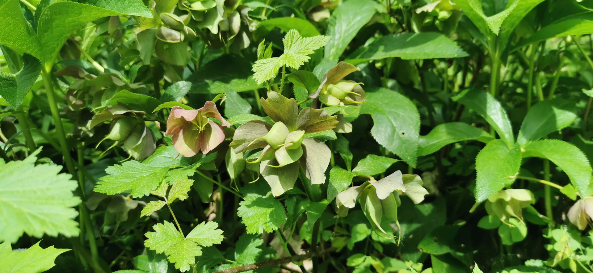 Christrosenwald | © DAV Altdorf - Gisela Schuster