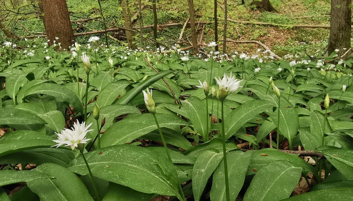 Bärlauchfelder | © DAV Altdorf - Gisela Schuster