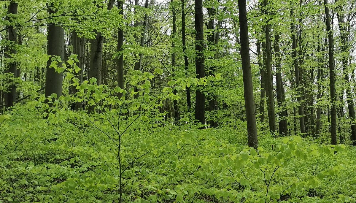 Rausch in Grün | © DAV Altdorf- Gisela Schuster