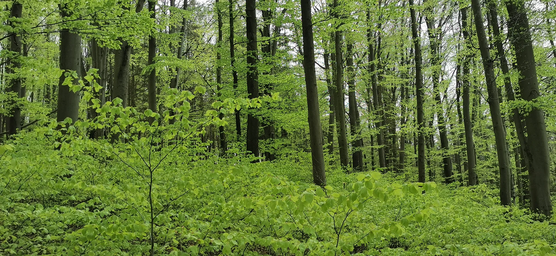 Rausch in Grün | © DAV Altdorf- Gisela Schuster