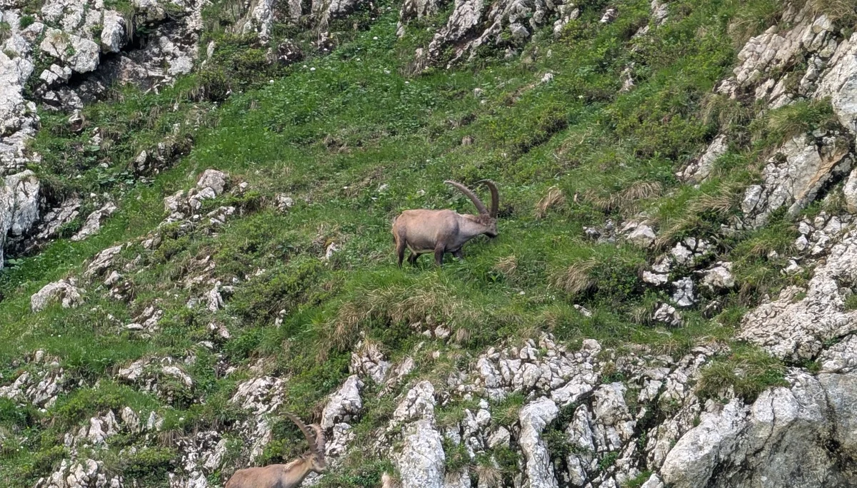Bergsommeranfang - Steinböcke | © DAV Sektion Altdorf - Hubert