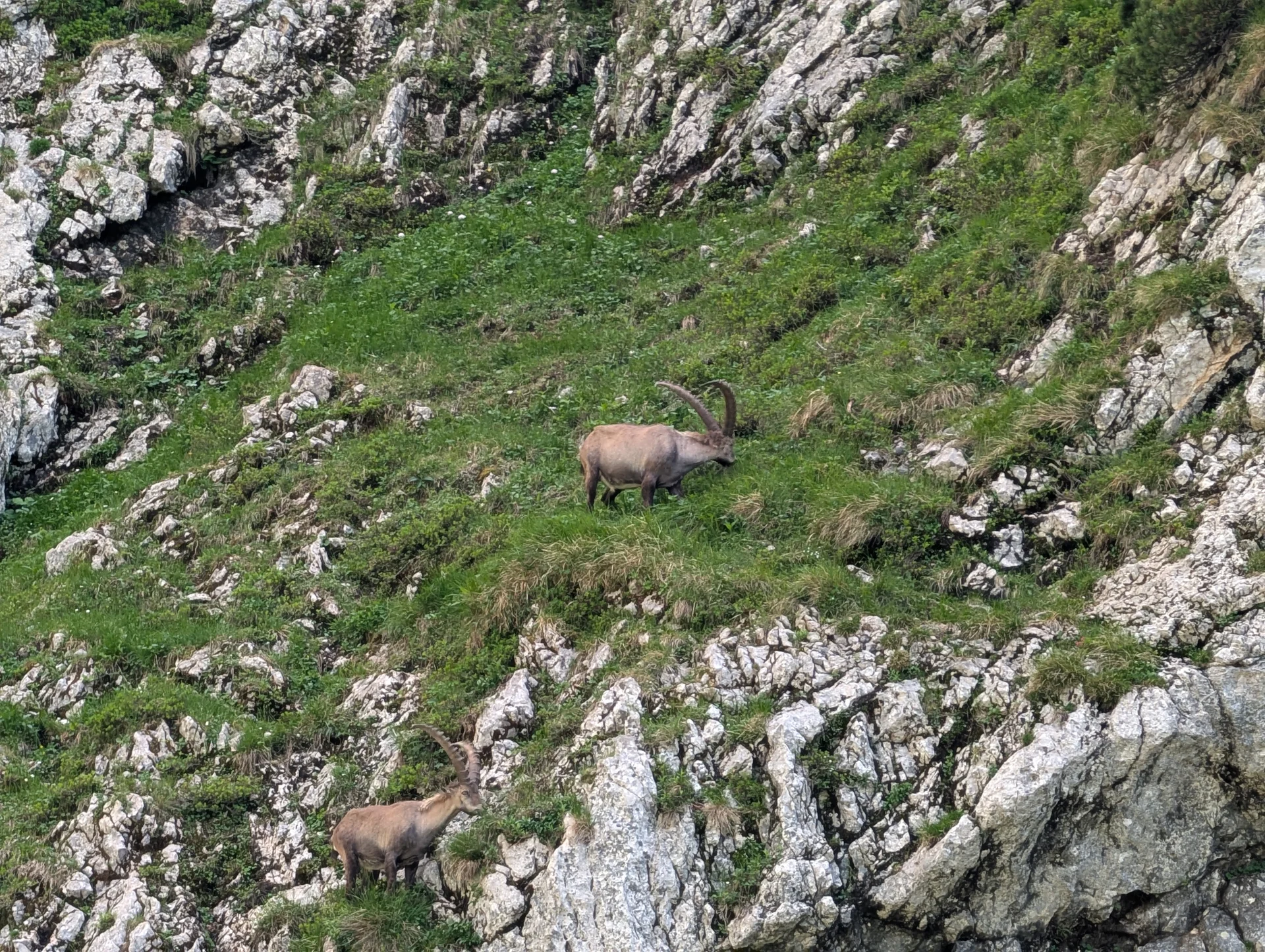 Bergsommeranfang - Steinböcke | © DAV Sektion Altdorf - Hubert